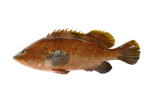 Red spotted grouper Clearance