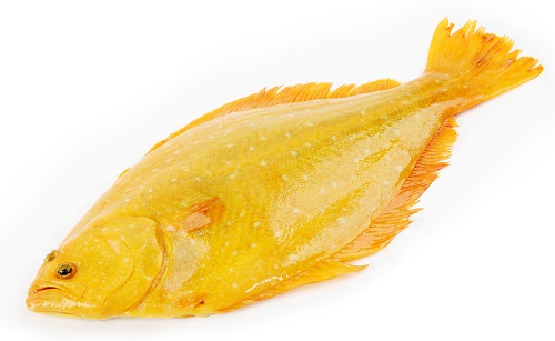 Flounder yellow Clearance